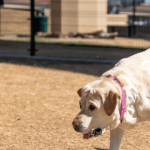 Le surpoids chez le chien, une maladie en soi