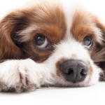 Comment gérer un chien peureux ?