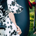 Bien choisir pour avoir un chien protecteur