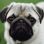 Quelle race choisir pour les maîtres souhaitant un chien qui aboie peu ?