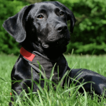 Que faire si vous avez un chien sale passé l'âge de 6 mois ?