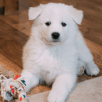 Occuper son chien pendant son absence