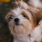 Adoption : quel chien solitaire choisir ?