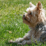 Votre chien est sourd : nos conseils pour bien l'éduquer malgré son handicap