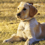 Choisir un chien de taille moyenne : les bons conseils