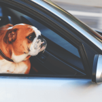 Tout ce qu’il faut savoir pour voyager en voiture avec un chien