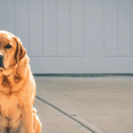Chien qui vomit : que faire ?