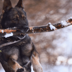 Chiens énergiques : quelles sont les races de chiens les plus actives ?