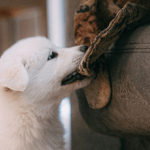 Pourquoi certains chiens mordent-ils ? Comment les en empêcher ?