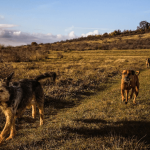 Chiens solides : quelles sont les races de chiens les plus résistantes ?