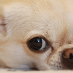 Le Chihuahua