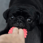Comment inciter un chiot à contrôler son réflexe de mordillement ?