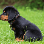 Comment apprendre à un chiot à être propre ?