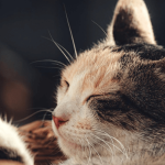 Quels sont les critères de choix pour acheter un chat ?
