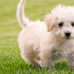 Comment et pourquoi choisir un chien de petite taille