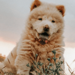 Chow-chow