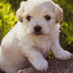Comment gérer la cohabitation entre chien adulte et chiot ?