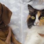 Quels conseils faut-il suivre pour réussir la cohabitation entre un chien et un chat ?