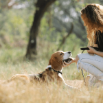 Le collier anti-fugue pour chien est-il vraiment utile ?