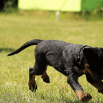 Le collier de dressage permet de corriger le comportement d’un chien à distance