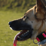 Un collier électrique pour contrôler les comportements inappropriés du chien