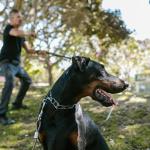 Pour ou contre le collier étrangleur pour chien ?