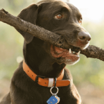 Le collier GPS pour localiser la position d’un chien en balade