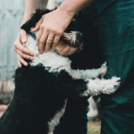 Comment bien communiquer avec son chien ?