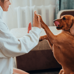 Comment bien jouer avec son chien ?