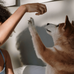 Comment choisir le chien qui nous correspond ?