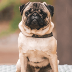 Comment se construit la pensée canine ?