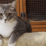 Comment socialiser un chat ?