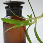 Comment soigner son chien avec l'aromathérapie ?