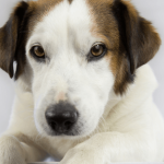 Tout savoir sur les compléments alimentaires naturels pour chien