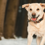 Mieux comprendre votre chien