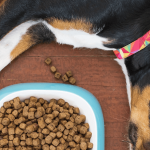 Comment bien identifier la composition de vos croquettes pour chiens ?
