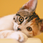 Comprendre son chat
