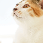 Zoom sur le coryza ou la grippe du chat