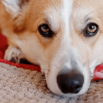 La couche pour chien