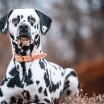 Le dalmatien : un chien à forte personnalité