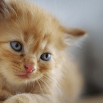 Comment décrypter le comportement de mon chat ?