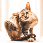Les causes de démangeaisons chez les chats