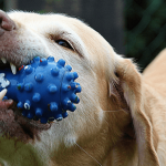 Entretenir les dents du chien pour prévenir des maladies