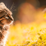 La dépression chez le chat