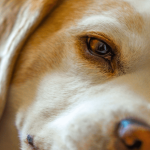 Combattre la dépression chez le chien