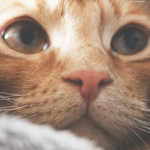 Le distributeur de croquettes pour chat : un accessoire pour chat incontournable