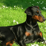 Dobermann