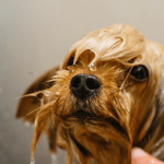 Comment et pourquoi laver son chien ? Techniques et précautions