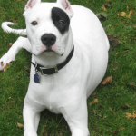 Tout savoir sur le Dogue Argentin