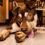 Tout savoir sur la douleur chez le chien : causes, symptômes…